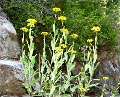 Voil un arbuste ou buisson dont les feuilles ovales sont allonges et sans poils. Le bord, translucide, forme un liser jaune  rouge. La pointe des tiges porte les restes des ombelles de fruits.