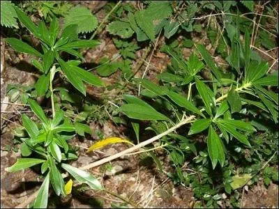 Elle est de la famille des thymlaces et d'origine europenne. Elle porte le nom botanique de  Daphne laureola . On l'appelle aussi  bois gentil .