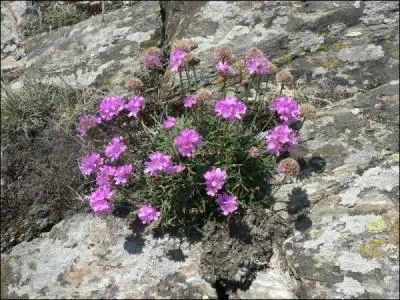 Les armries sont vivaces. Ces plantes sont rustiques et tapissantes avec une longue floraison. Comment les appelle-t-on ?