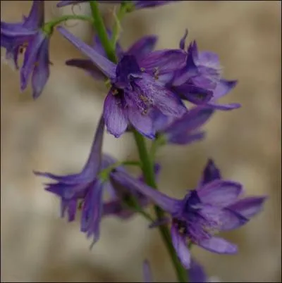 Cette espce fleurit en juin/juillet, en Provence, en altitude, en Basse-Provence. Elle se reconnat  ses feuilles dcoupes en lanires troites.