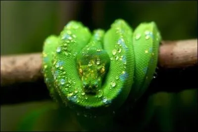 De quelle couleur est ce magnifique serpent ?