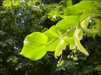 A qui appartient cette feuille d' un beau vert... .