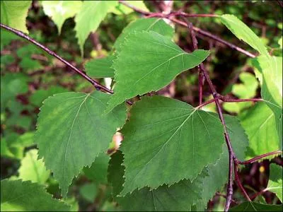 A qui appartient cette feuille ?