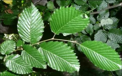 A qui appartient cette feuille d' arbre au tronc lisse ?