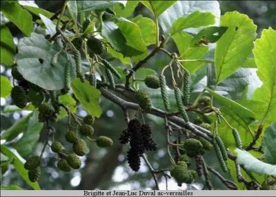 Mon arbre aime les sols trs frais !