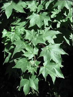 A qui appartient cette feuille ?