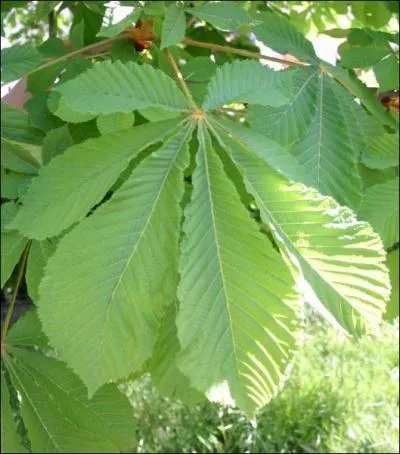 Arbre au joli port... Qui suis je ?