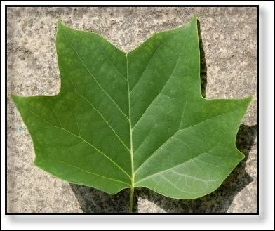 Feuille d' arbre de la famille des magnioliaces... .