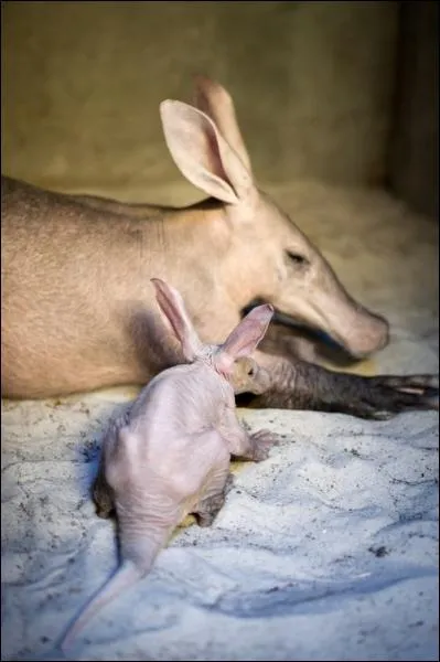 Celui-ci, vous le trouverez principalement en Afrique du Sud, c'est un bb ...