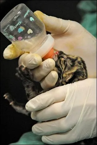 Une fois adulte, ce bb vivra dans de hautes montagnes asiatiques !