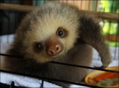 S'il pouvait parler, il dirait : Rien ne sert de courir, il faut partir  point !