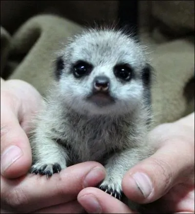 Vous avez une chance au grattage de trouver le nom de ce bb !