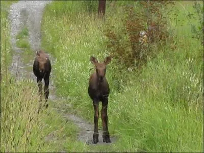 De quel norme cervid, d'Amrique du Nord, ces bbs sont-ils les petits ?