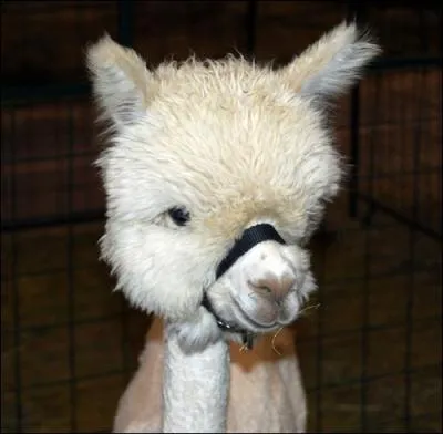 Dans le monde, sa laine est trs prise !