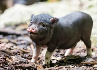 C'est une varit que l'on trouve en Asie !