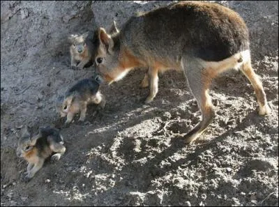 C'est en Argentine que l'on en recense le plus !