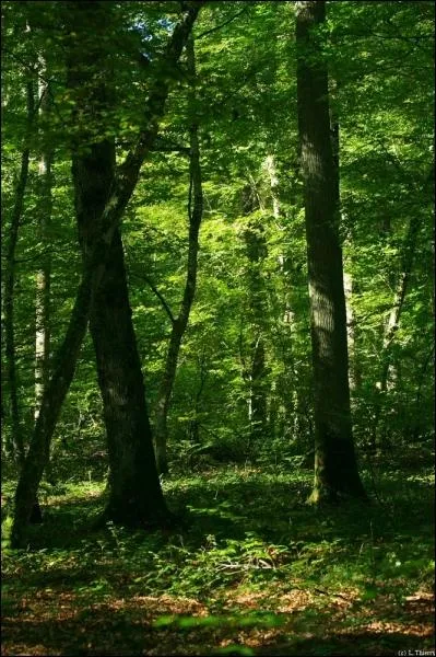 Quel est ce personnage du monde celtique et anglo-saxon habill en vert ?
