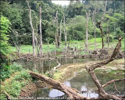 Cette formation paysagre au relief peu accident, est recouverte, en permanence ou par intermittence, d'une couche d'eau stagnante. Quel est son nom ?