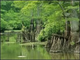 Quel est le nom de l'tendue d'eau constitue par des mandres du Mississipi ?
