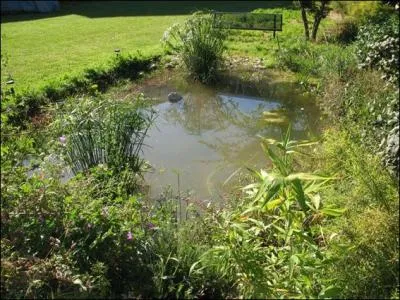 Comment s'appelle l'tendue d'eau douce minuscule, souvent associe aux canards ?
