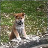 J'ai un chiot Akita Inu. Quel est son pays d'origine ?