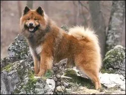 D'o vient ma chienne Eurasier ?