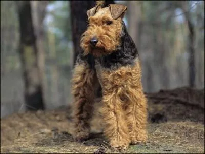 Ma chienne est une Welsh Terrier. Elle vient...