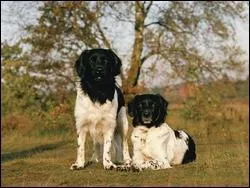 D'o viennent mes deux Stabyhouns ?