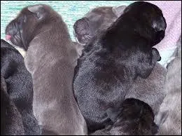 De quel pays est originaire ma porte de Cane Corso ?