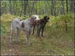 J'ai deux Spinones. A l'origine, d'o viennent-ils ?