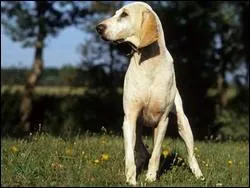 De quel pays vient ma chienne Porcelaine ?