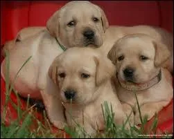 D'o viennent mes chiots Labrador Retriever ?