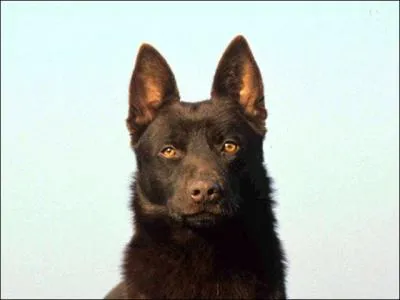 Mon chien est un Kelpie. Quel est son pays d'origine ?