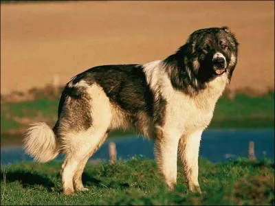 Mon chien est un Berger du Caucase. D'o vient-il ?