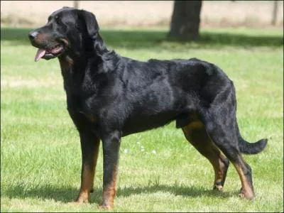 J'ai un Beauceron. De quel pays est-il originaire ?
