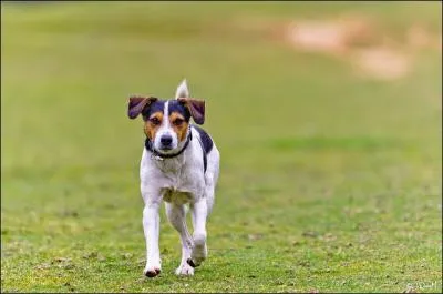 Que sont des chiens de prairie ?