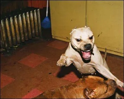 Quelle est la nationalit du magazine Chien Mchant ?