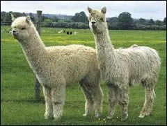 Voici une sorte de mouton coupl avec un lama. C'est une espce domestique en Amrique du Sud qui vit entre 3500 et 5000 mtres d'altitude.