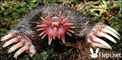 Cette fois, cet animal vit au Qubec. Son museau est dot de plus de 100 000 fibres nerveuses et 30 000 organes d'Eimer (petits poils).