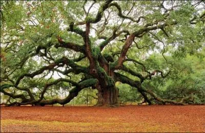 Les noms d'arbres sont gnralement...