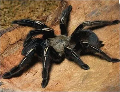 Lisez ces deux vers de Victor Hugo :  Aimante araigne, ogre illogique, est l. Aimant  rgner au gris logis qu'elle a .