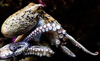 Quel est le genre des noms suivants :  tentacule  et  clair  ?