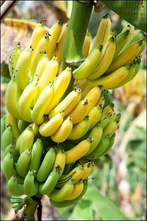 Dans quel domaine le mot rgime n'existe-t-il pas ?