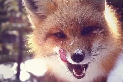 De nombreux auteurs ont particip au  Roman de Renart , trouvez l'un d'entre eux !