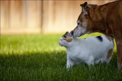 Ces deux animaux ne sont pas de la mme espce, ne se ressemblent pas physiquement, n'ont pas les mmes coutumes ni habitudes, et pourtant ils trouvent le moyen ...