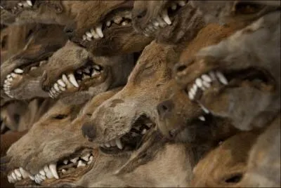 Mais quel rapport , me direz-vous, entre ce massacre de loups et le titre de ce quiz ?