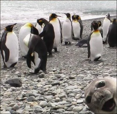 N dans la colonie, Mumble, le hros de ce film d'animation, fait des claquettes comme personne !