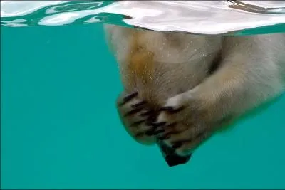 Il est l'une des espces (menace) visibles dans ce film documentaire, comment par Angunn !