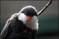 Avec quel animal a-t-elle fusionn ?