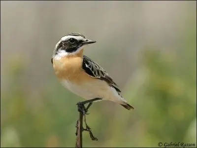 Quel petit passereau suis-je ?
